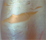 loetz franz hofstotter 2 details_1